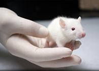 J9集团肿瘤药效尝试顺利通过江苏省FDA审查