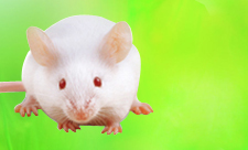 BALB/c 幼鼠