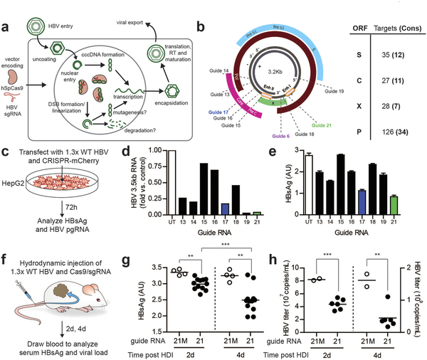 攻克乙肝不是梦，基因编纂靶向“剪怯妆乙肝病毒