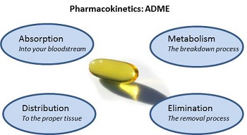 毒代动力学的吸收、散布、代谢、渗出