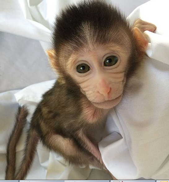 转基因猴成攻克自关症利剑，首个非人灵长类自关症模型成立