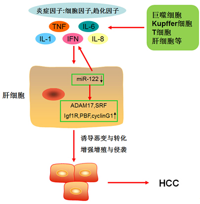 微生物所发现乙肝慢性习染向肝癌转化的新靶点