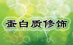 蛋白质建饰(PEG建饰服务)