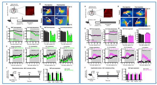 对神经元的激活会削减棕色脂肪产能，削减身段活动，从而抑造能量的亏损；相反，抑造神经元会提高能量的亏损。
