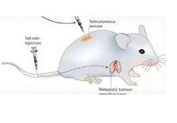 围观:临床前幼鼠模型若何？