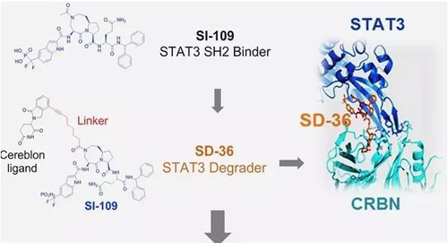 结构优化得到的SH2结合分子SI-109与CRBN结合，得到SD-36