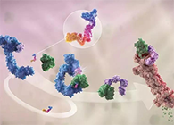 LYTAC出世，与PROTAC并肩作战针对不成成药的靶点