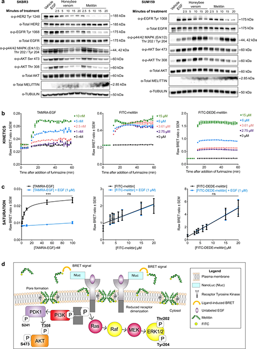 蜜蜂毒液和蜂毒肽抑造RTK磷酸化