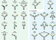 【云回首】理论、律例、实际，三位一体解说双抗的生物分析