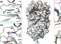 【Nature子刊】国际团队结合力量，加快基于COVID-19结构的药物设计！
