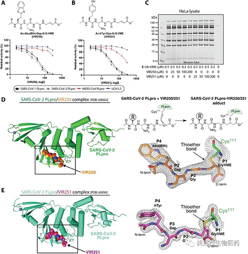 与SARS-CoV-2 PLpro共同使用的非天然氨基酸抑造剂VIR250和VIR251及其晶体结构的表征