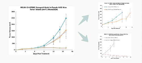 PBMC人源化幼鼠淋巴瘤移植模型的肿瘤成长及药效评价
