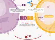 饿了吗？饿一饿原来能够辅助PD-1抑造剂肿瘤免疫医治