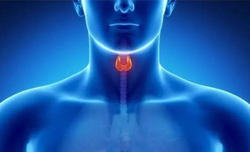 Science快递 | 揭开甲状腺的神秘面纱，开启代谢药物新征程