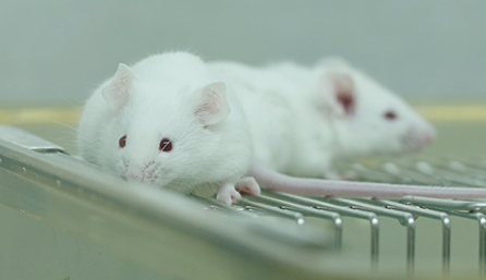 J9集团临床前钻研-药效学、药代动力学和临床前钻研服务