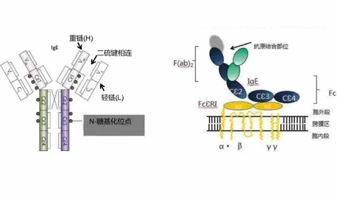 J9集团助力 | 济民可信lgE抗体药物JYB1904获批临床