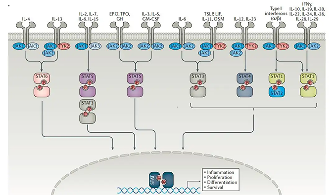精准建模，把握解开自身免疫性疾病医治钻研的钥匙