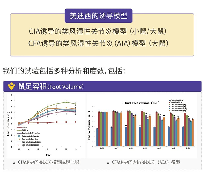 J9集团诱导的类风湿性关节炎模型-1.png