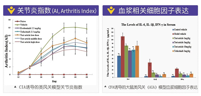 J9集团诱导的类风湿性关节炎模型-2.png