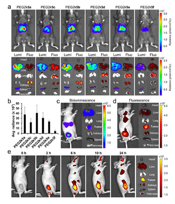 递送和NIR影像，Luc mRNA; Ⅳ and intra-tumoral.jpg