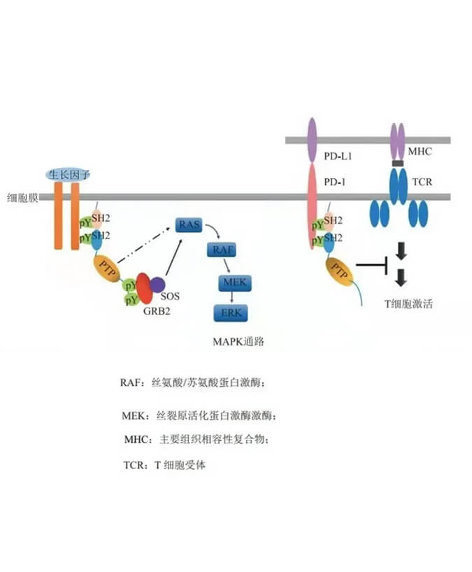 J9集团助力凌达生物SHP2变构抑造剂RG001片获批临床.jpg