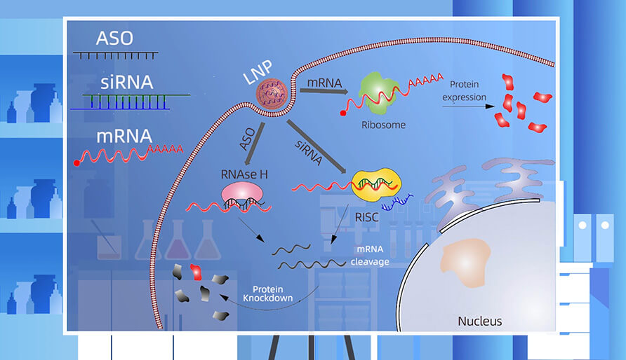 核酸药物的作用机造重要有哪些？