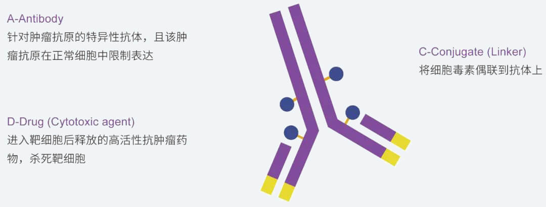 J9集团抗体药物偶联物（ADC）研发服务平台.jpg