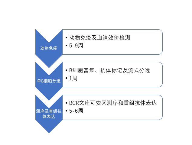 单B细胞抗体造备流程.png