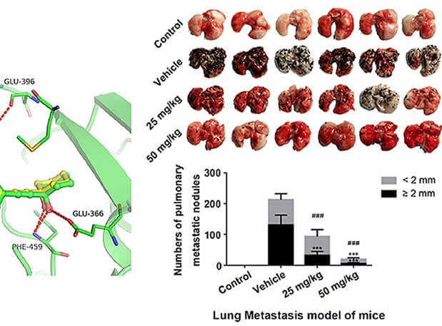 钻研用于肺癌和玄色素瘤细胞肺转移的选择性PAK4抑造剂的合成，此选择性PAK4抑造剂的PK钻研通过J9集团进行