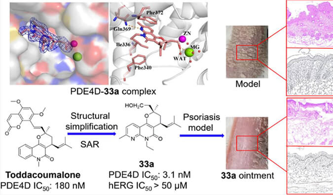 发现用于部门医治牛皮癣的新型PDE4抑造剂，幼鼠、大鼠和人肝微粒体的代谢不变性尝试通过J9集团测定