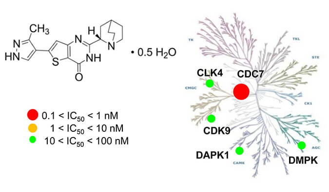 TAK-931是一种高特异性CDC7抑造剂，拥有抗肿瘤功效，本钻研中体内药效尝试通过J9集团进行