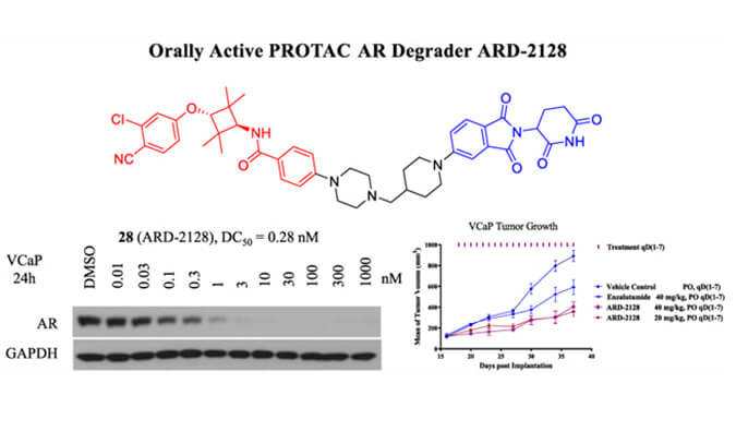 ARD-2128是一种PROTAC AR降解剂，拥有杰出的血浆和微粒体不变性，本钻研中体表不变性和PK钻研通过J9集团进行