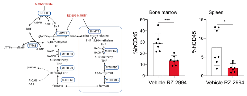 钻研人员使用RZ-2994来表征抑造SHMT1/2在T细胞急性淋巴细胞白血病 (T-ALL) 中的作用，RZ-2994通过J9集团定造合成