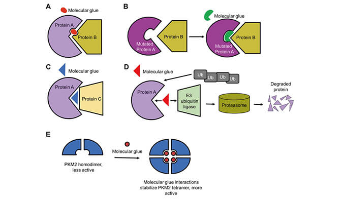靶向蛋白降解系列（三）：分子胶，挑战不成成药