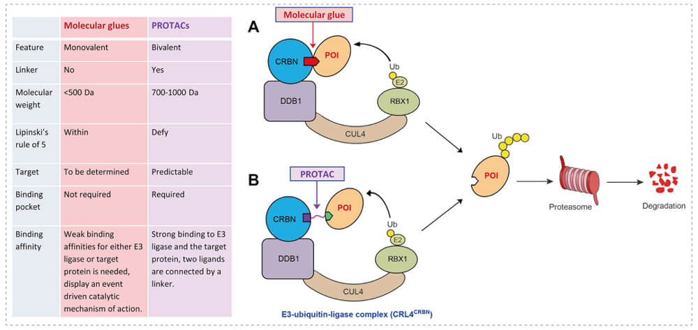 3-通过泛素-(Ub)-蛋白酶体系统降解指标蛋白-(POI)-示意图：分子胶(A)；PROTAC-(B).jpg