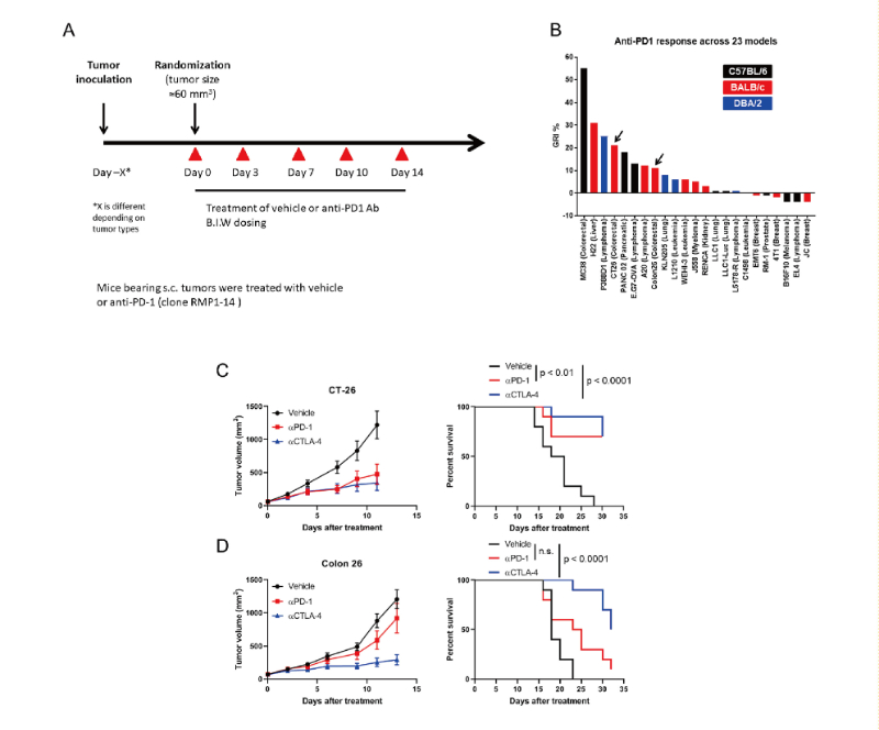 免疫查抄点阻断疗法扭转了癌症医治的范式，此钻研中通过J9集团在23 个同源肿瘤模型中进行了抗PD-1抗体的体内钻研