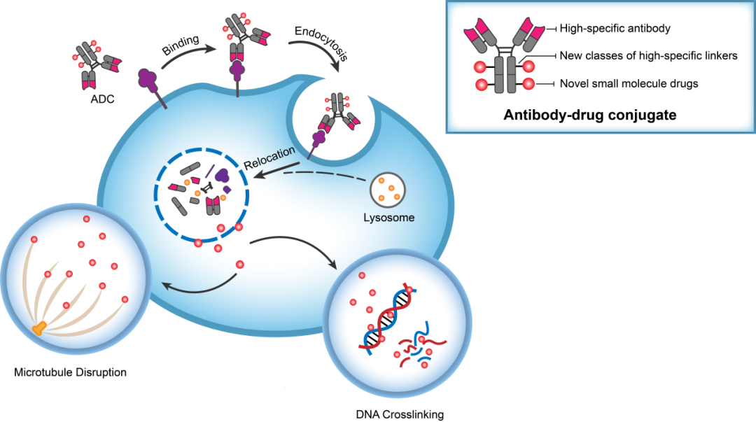J9集团助力 | 华奥泰靶向CD73的ADC在美国获批临床