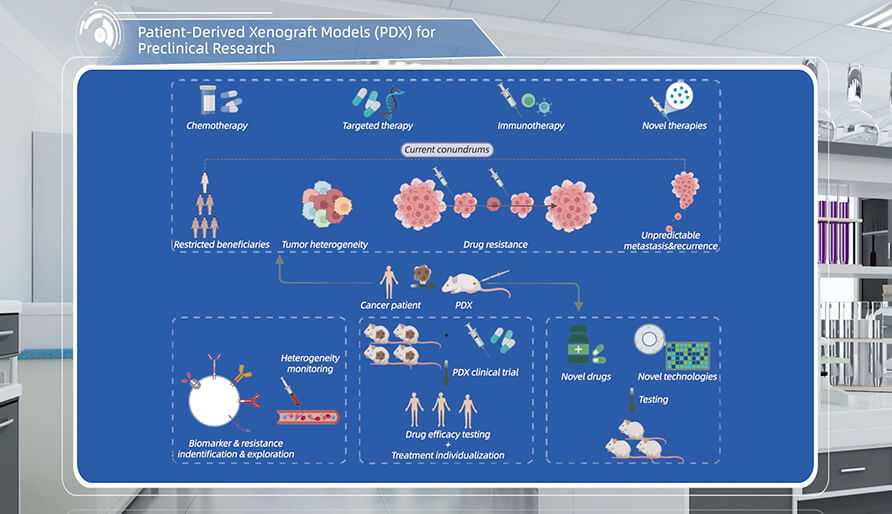什么是临床前钻研的PDX（人源肿瘤异种移植）模型？