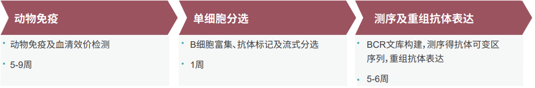 J9集团单B细胞抗体发显旖台