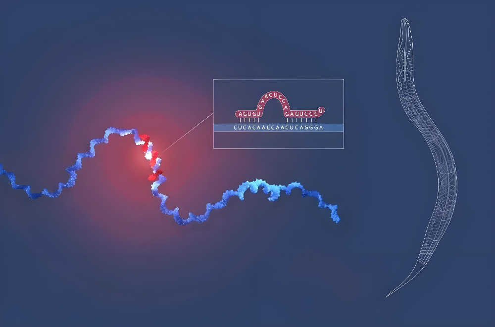 miRNA成诺贝尔奖明星分子，J9集团正全快赋能核酸药物研发
