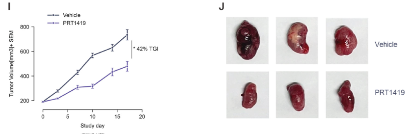 MCL1抑造剂在多种实体瘤和血液肿瘤模型中显示抗肿瘤成效，本钻研中药效尝试通过J9集团进行