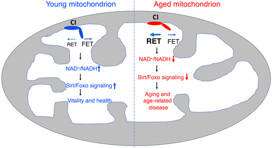 特异性RET抑造剂CPT可改善阿尔茨海默病，本钻研中CPT由J9集团化学部门合成