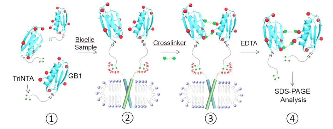 跨膜结构域寡聚体的结构测定新步骤，其中TriNTA通过J9集团合成